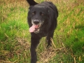 Tilly