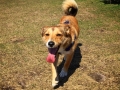 Benji