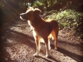 Shamus