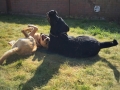 Nala and Reggie