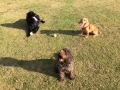 Bear, Bow and Alfie