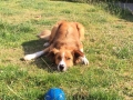 Shamus