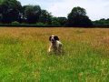 Smudge