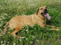 Tess