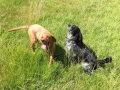 Willow and Bow