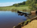 Zorro